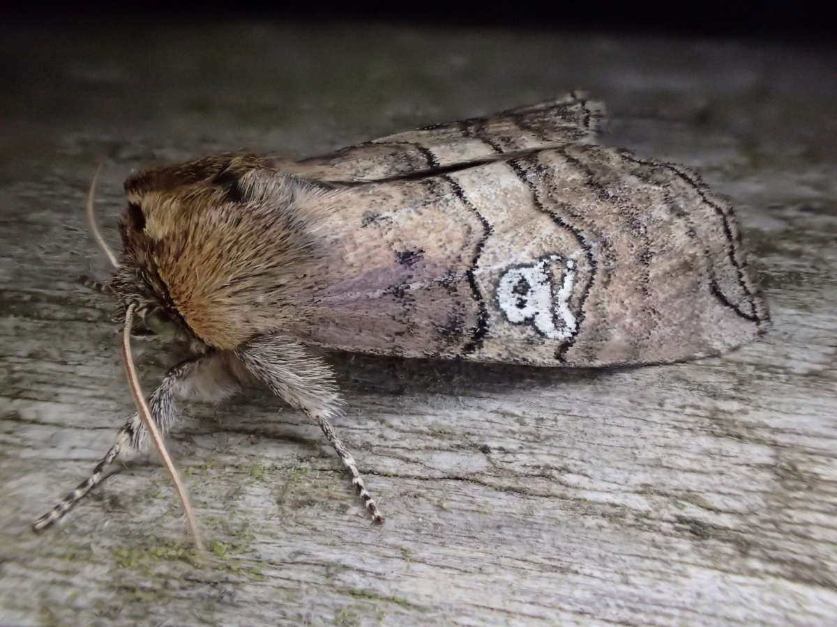 Figure of Eighty (Tethea ocularis) photographed in Kent by Dave Shenton 