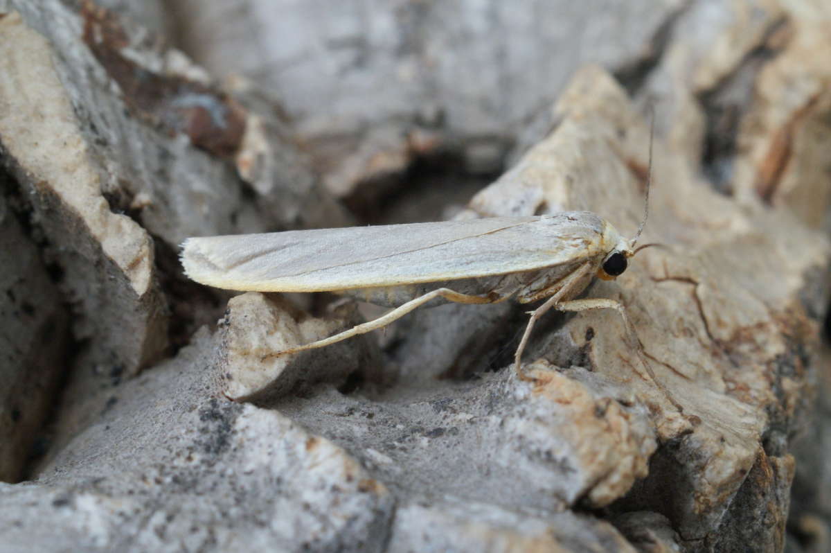 Hoary Footman (Eilema caniola) photographed at Aylesham  by Dave Shenton 