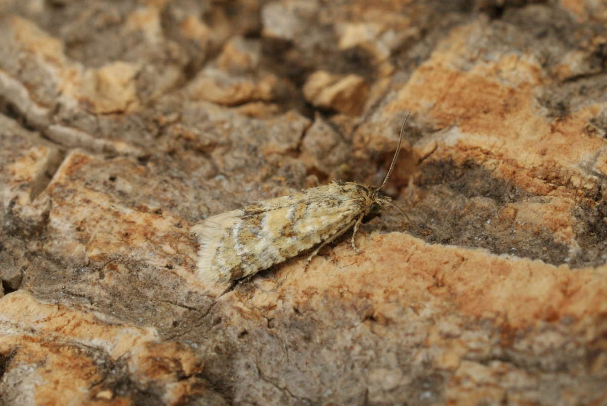 Silver Carrot Conch (Aethes williana) photographed in Kent by Dave Shenton