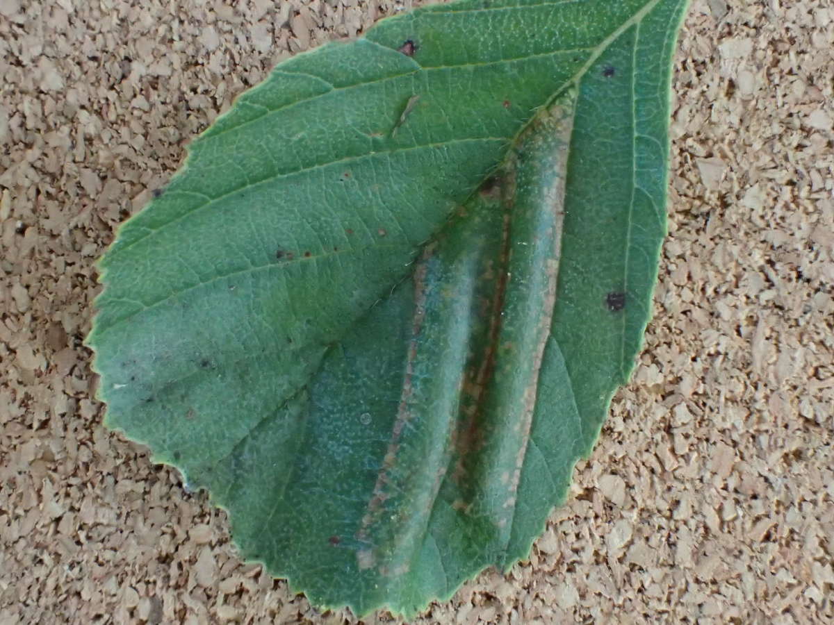 Broad-barred Midget (Phyllonorycter froelichiella) photographed in Kent by Dave Shenton 