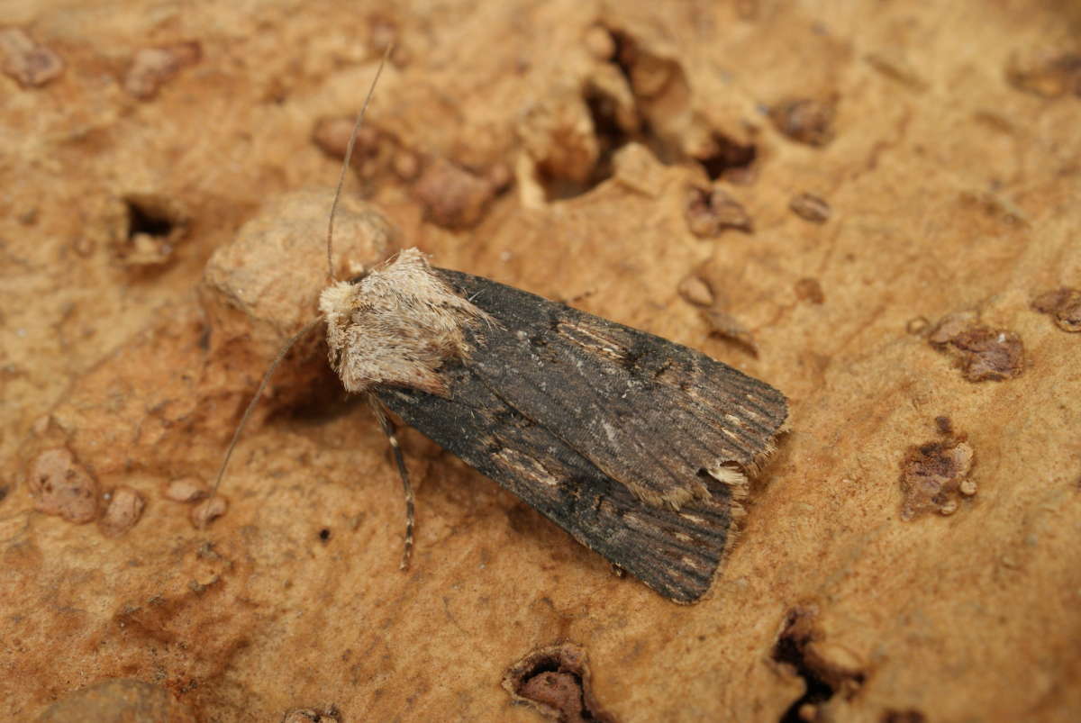 Shuttle-shaped Dart (Agrotis puta) photographed at Aylesham  by Dave Shenton 