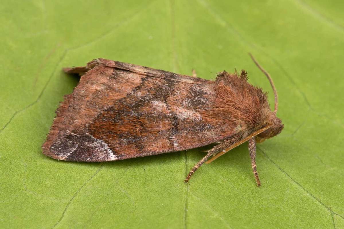 Lunar-spotted Pinion (Cosmia pyralina) photographed in Kent by Peter Maton 