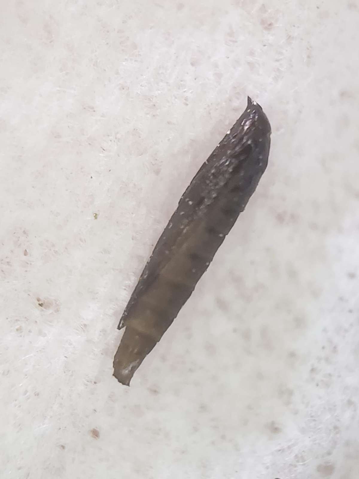 Gorse Midget (Phyllonorycter ulicicolella) photographed in Kent by Phil Ambler