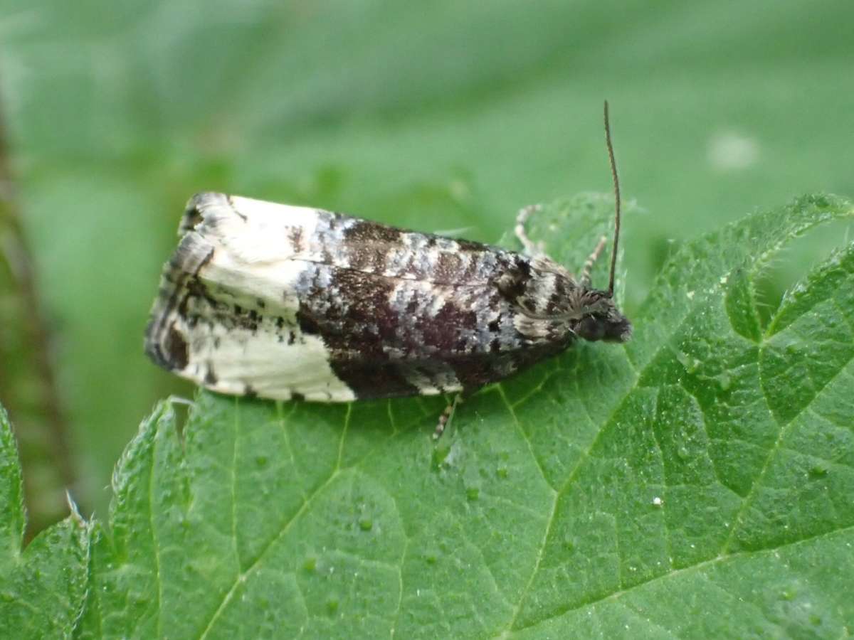 Plum Tortrix (Hedya pruniana) photographed at Aylesham  by Dave Shenton 