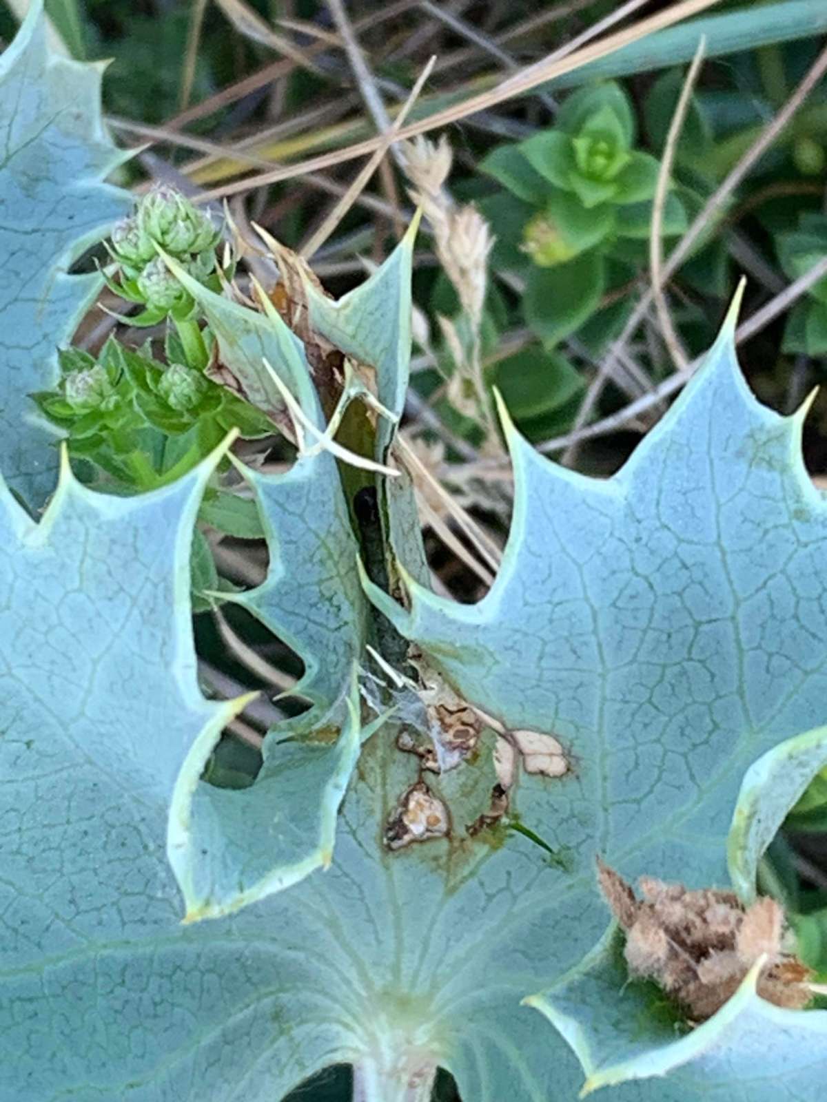 Sea-holly Flat-body (Agonopterix cnicella) photographed in Kent by Dave Shenton 