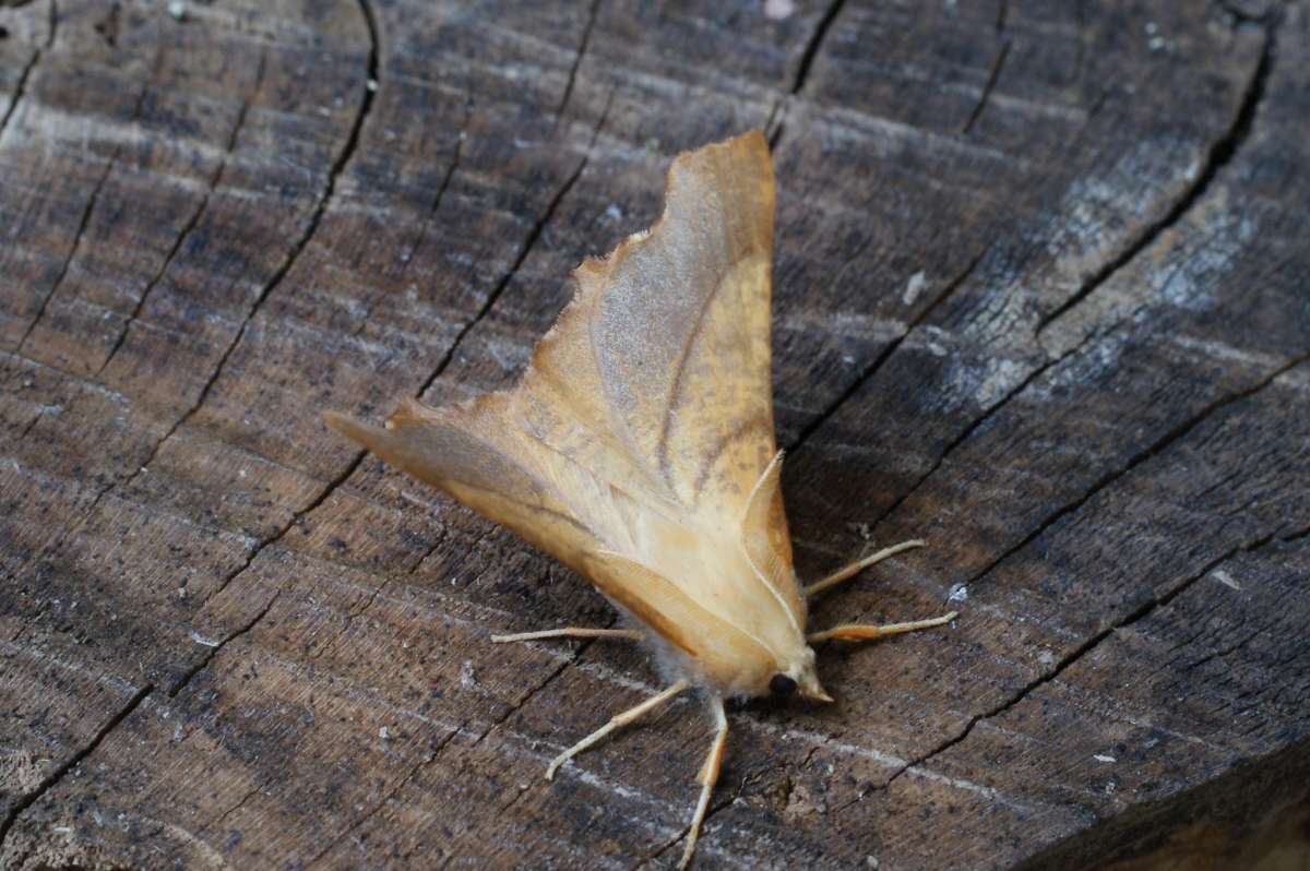 Dusky Thorn (Ennomos fuscantaria) photographed at Aylesham  by Dave Shenton 