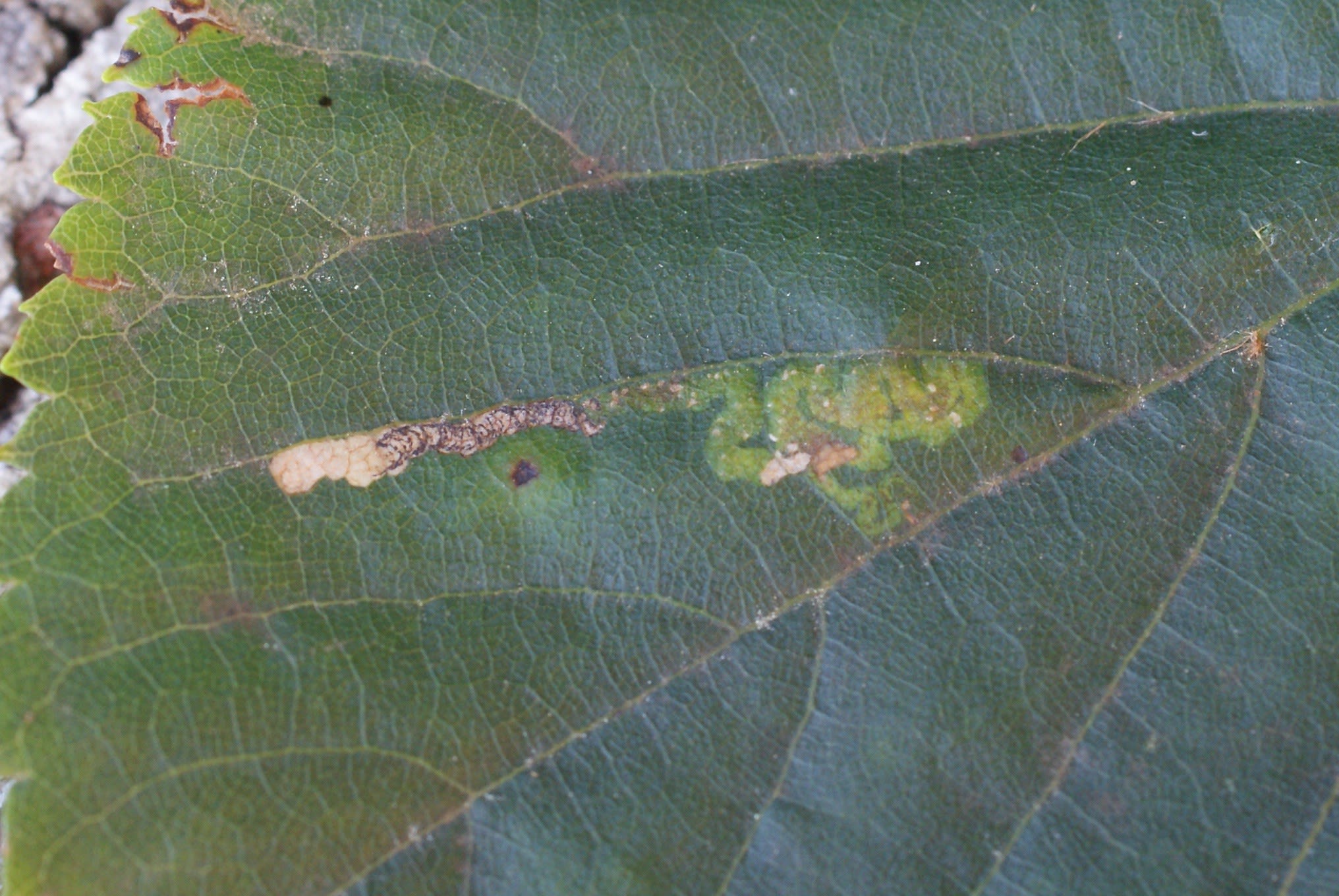 Lime Pigmy (Stigmella tiliae) photographed at Latouille-Lentillac, Lot, France by Dave Shenton