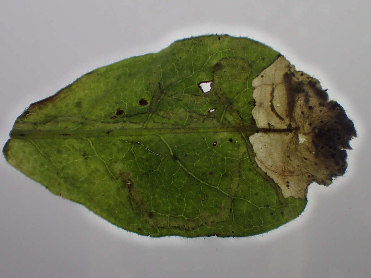 Honeysuckle Dwarf (Perittia obscurepunctella) photographed in Kent by Dave Shenton 