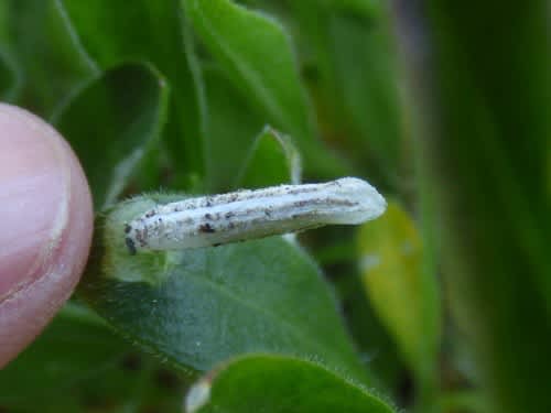 Kent Case-bearer (Coleophora galbulipennella) photographed in Kent by Rebecca Levey