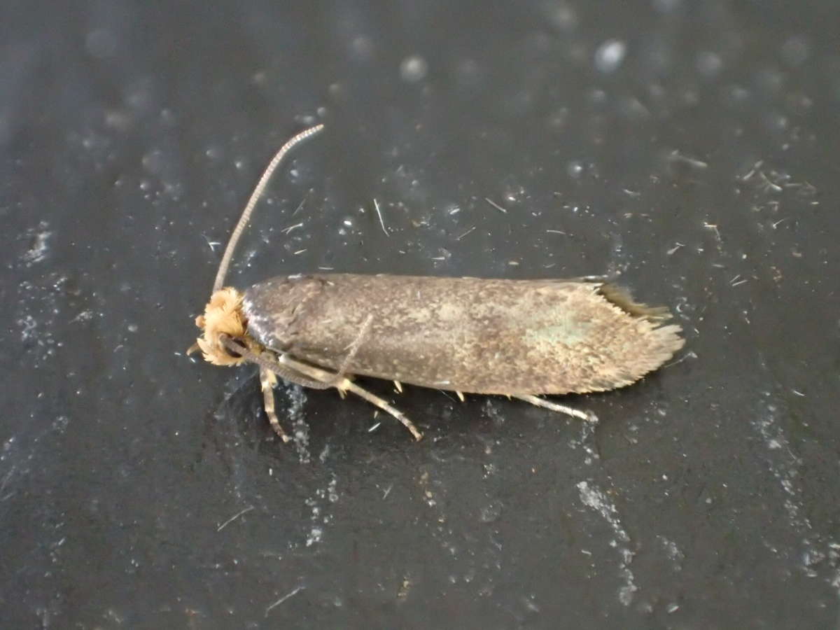 Simple Clothes Moth (Cephimallota crassiflavella) photographed at Ramsgate  by Dave Shenton 