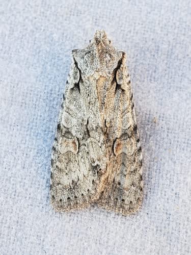 Grey Shoulder-knot (Lithophane ornitopus) photographed in Kent by Phil Ambler