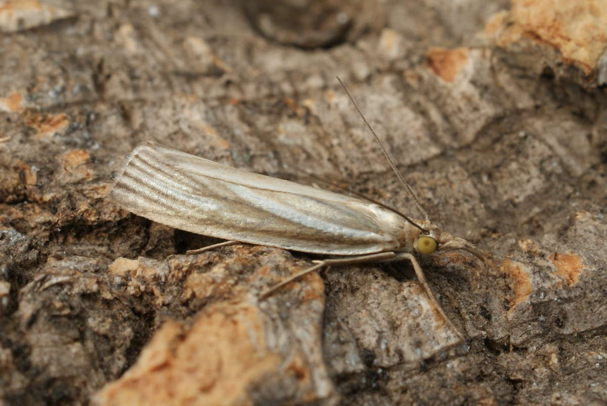 Satin Grass-veneer (Crambus perlella) photographed at Aylesham  by Dave Shenton 