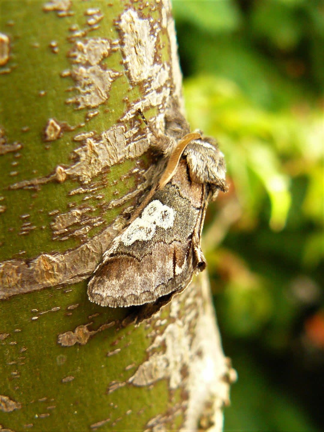 Figure of Eight (Diloba caeruleocephala) photographed at Northward Hill  by Fred Butcher 