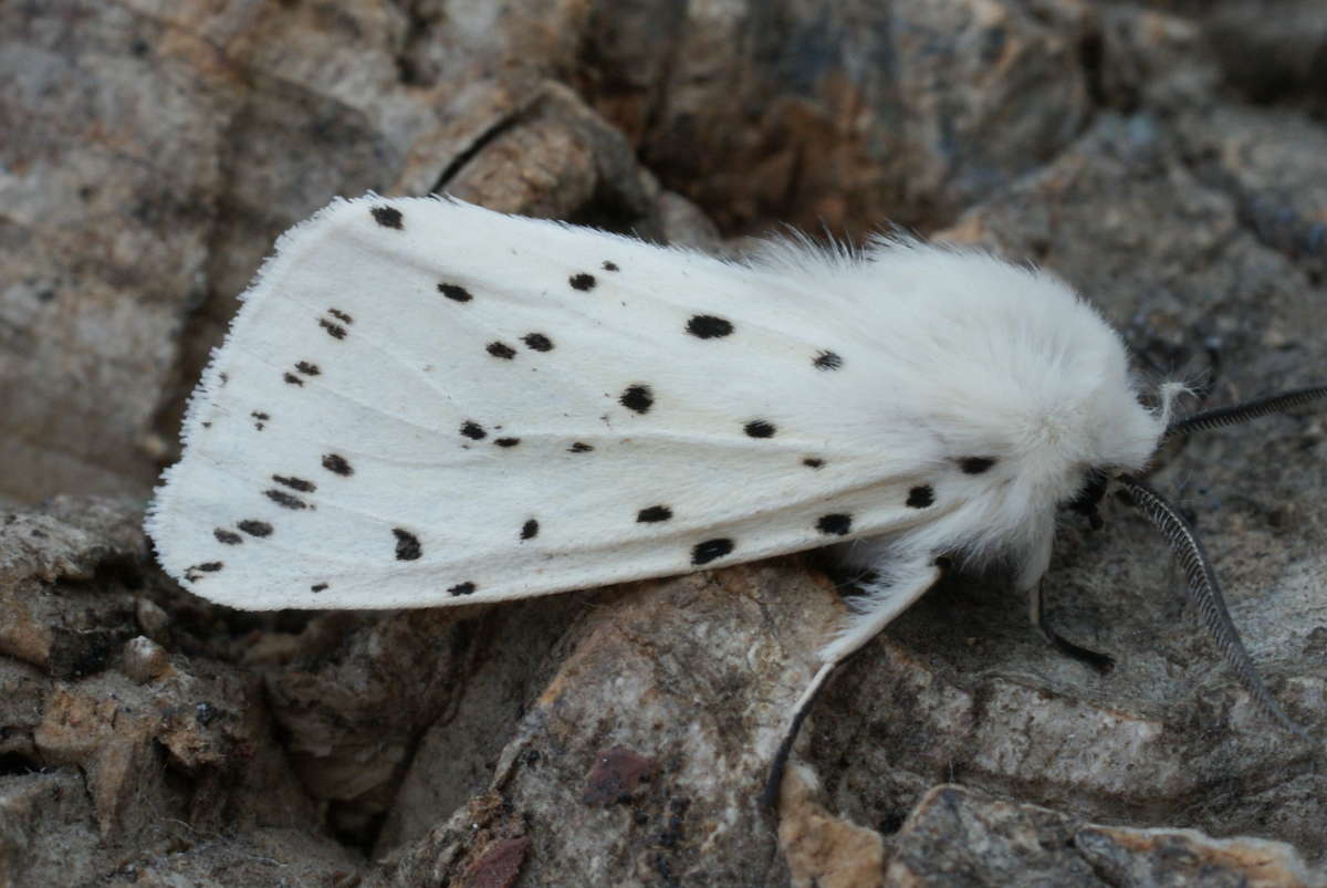 White Ermine (Spilosoma lubricipeda) photographed at Aylesham  by Dave Shenton 