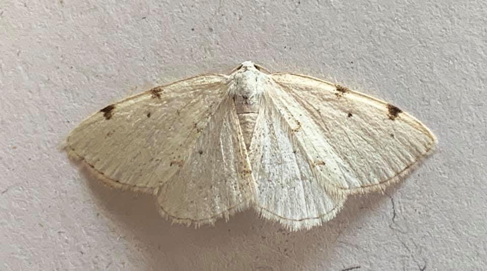 White-pinion Spotted (Lomographa bimaculata) photographed in Kent by Alan Roman 