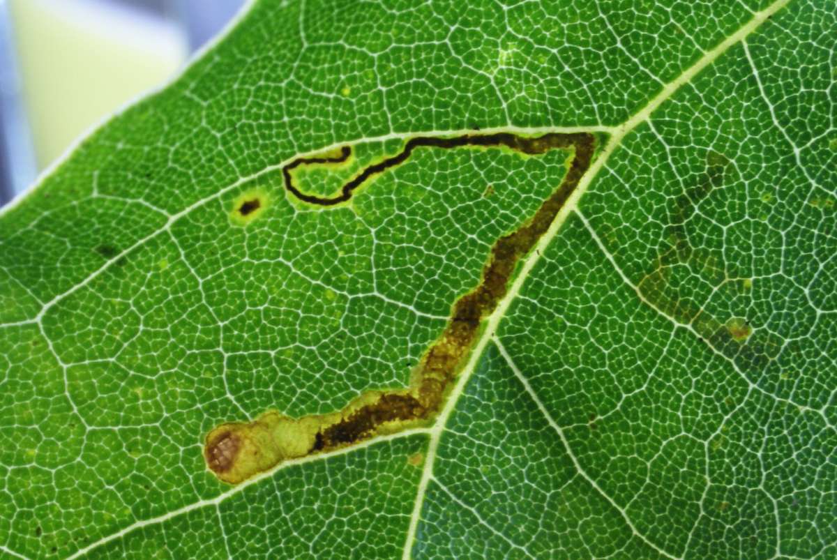 Scarce Maple Pigmy (Stigmella aceris) photographed at Aylesham  by Dave Shenton 