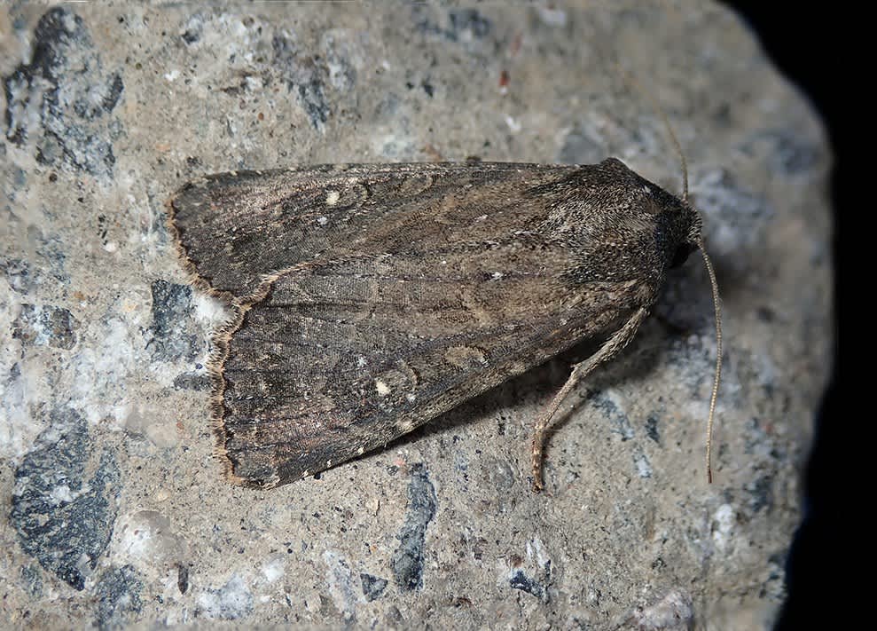 Crescent Striped (Apamea oblonga) photographed at Sandwich Bay by Darren Taylor 