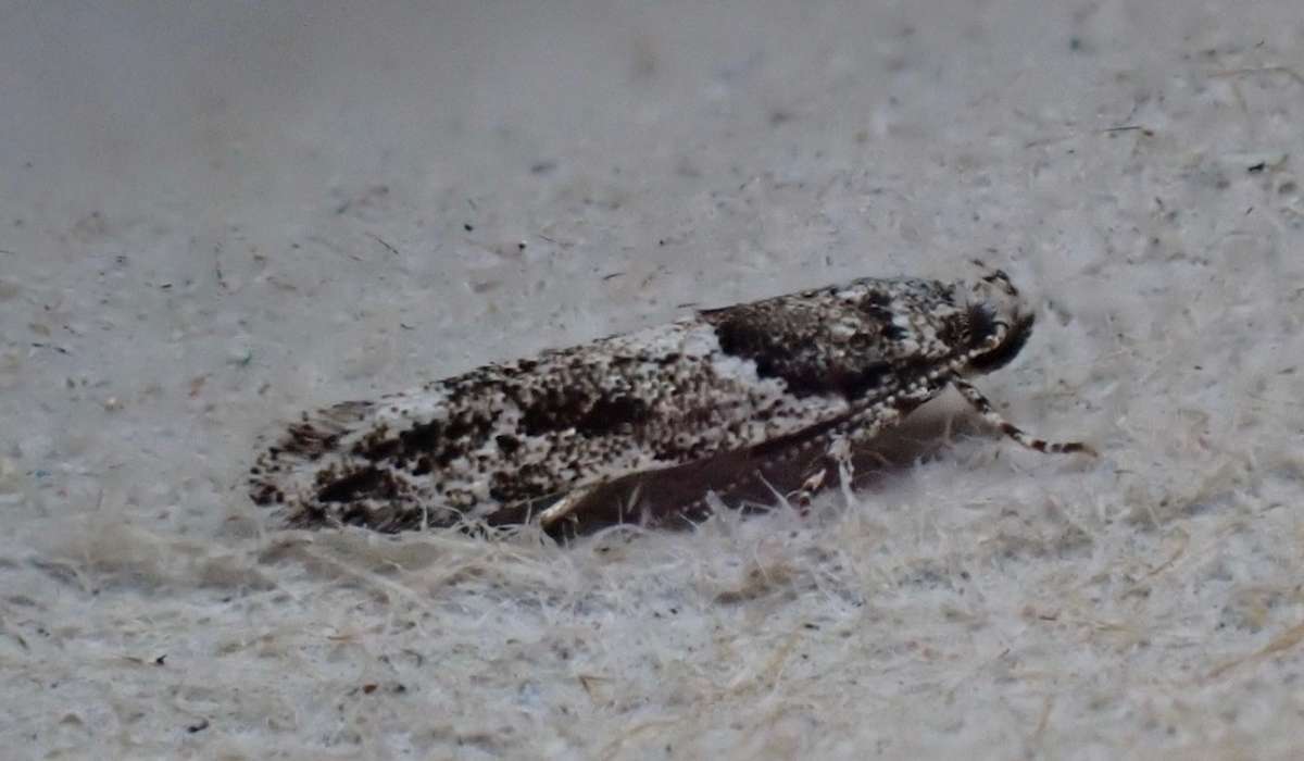 Brindled Groundling (Recurvaria nanella) photographed in Kent by David Newman