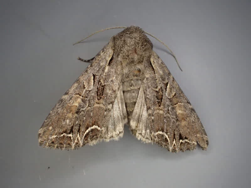 Dog's Tooth (Lacanobia suasa) photographed at Sandwich Bay by Ian Hunter