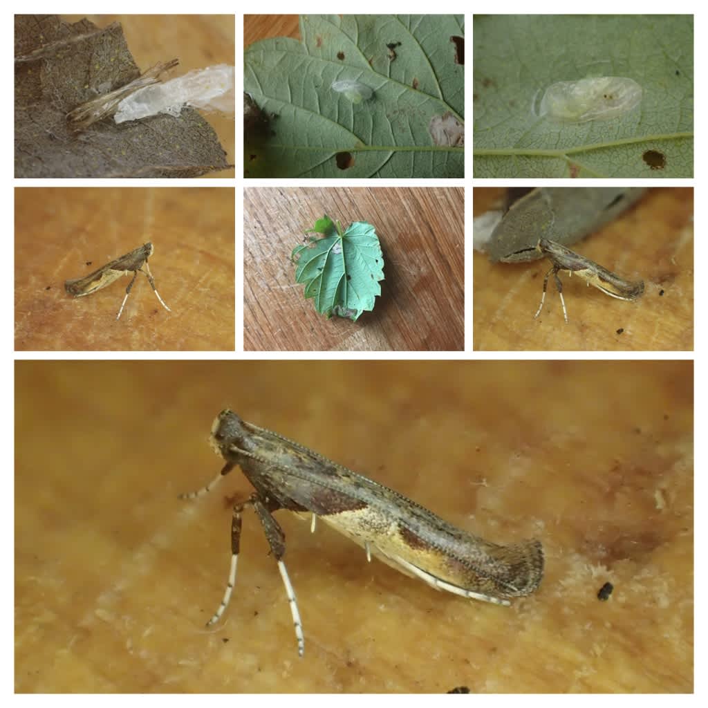 Hop Slender (Caloptilia fidella) photographed at Aylesham  by Dave Shenton 