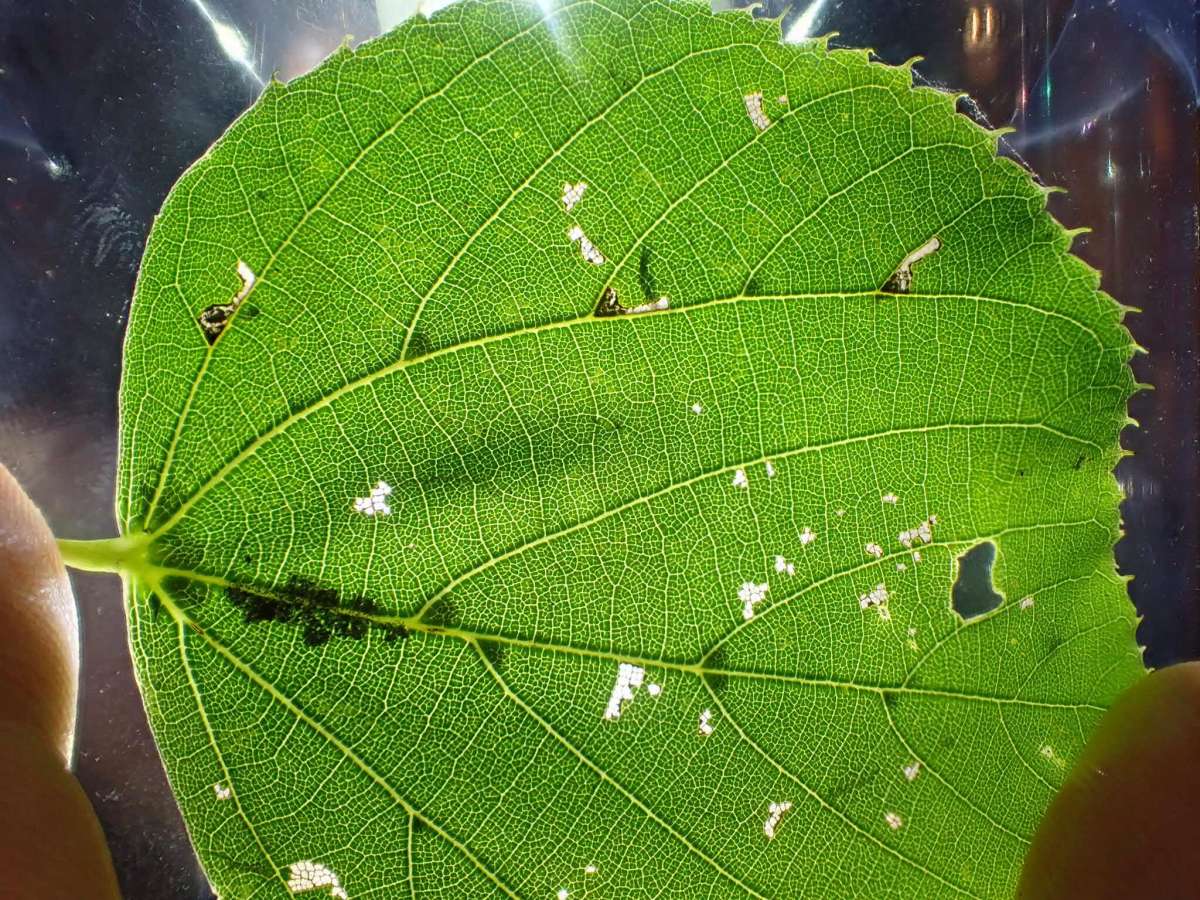Lime Bent-wing (Bucculatrix thoracella) photographed in Kent by Dave Shenton
