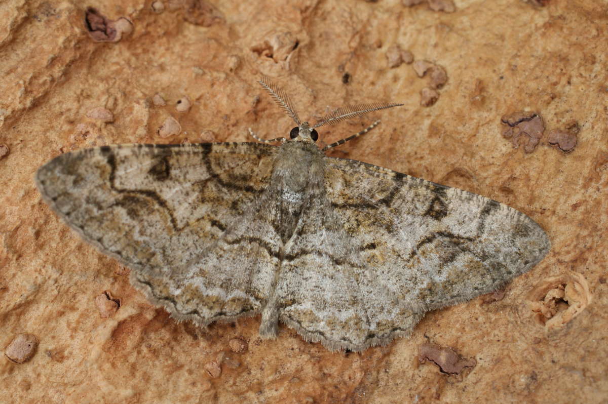 Mottled Beauty (Alcis repandata) photographed at Aylesham  by Dave Shenton 