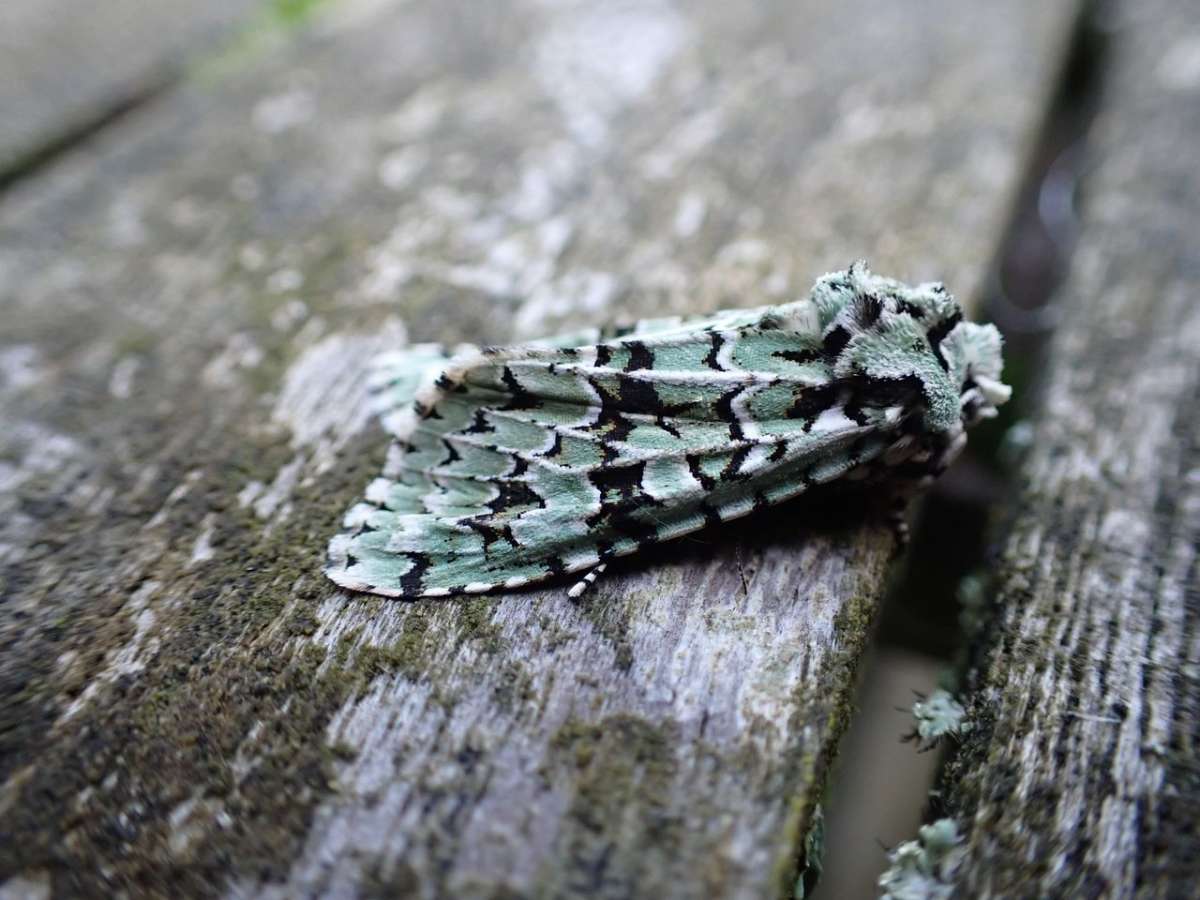 Merveille du Jour (Griposia aprilina) photographed at Marden by Lou Carpenter 