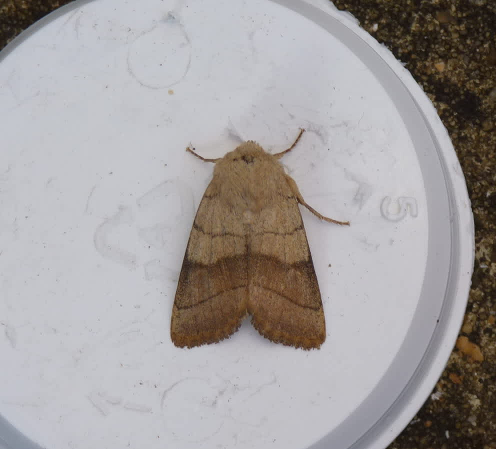 Treble Lines (Charanyca trigrammica) photographed in Kent by Allan Ward