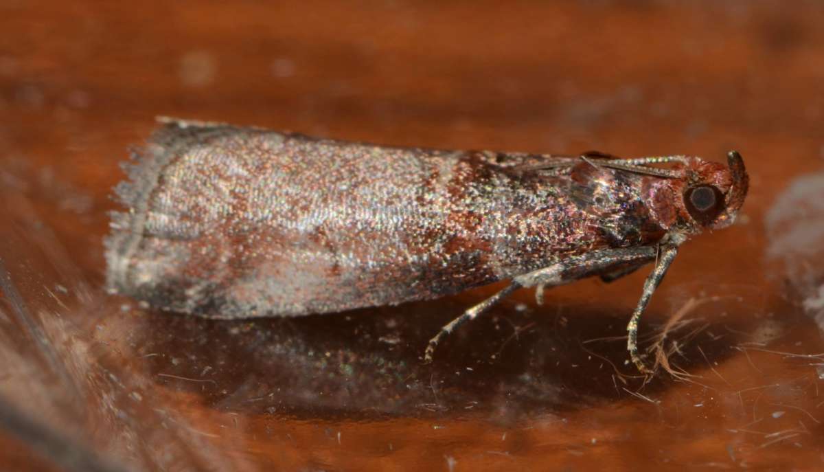 Grey Knot-horn (Acrobasis advenella) photographed in Kent by Alan Stubbs