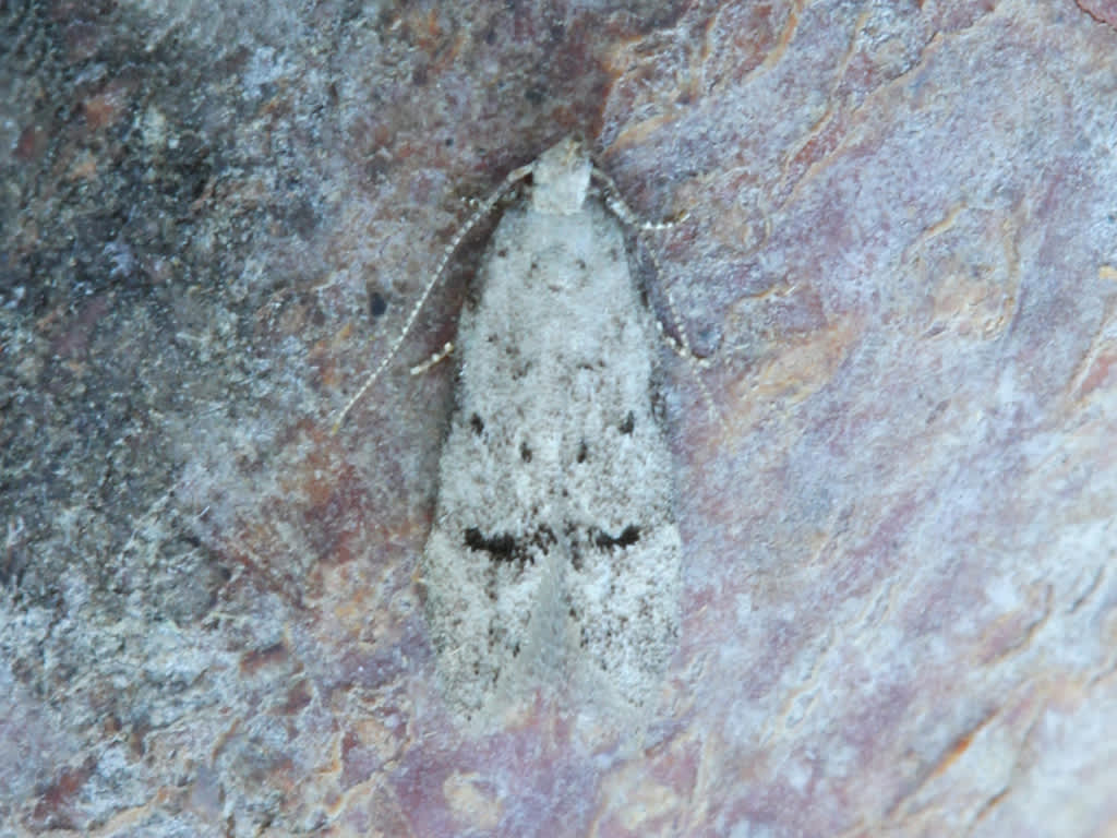 Common Groundling (Teleiodes vulgella) photographed in Kent by D Beadle 