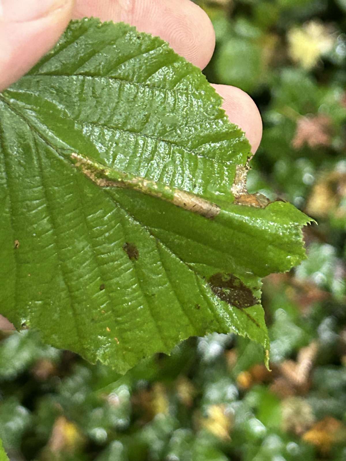 Red Hazel Midget (Phyllonorycter nicellii) photographed at Aylesham by Dave Shenton