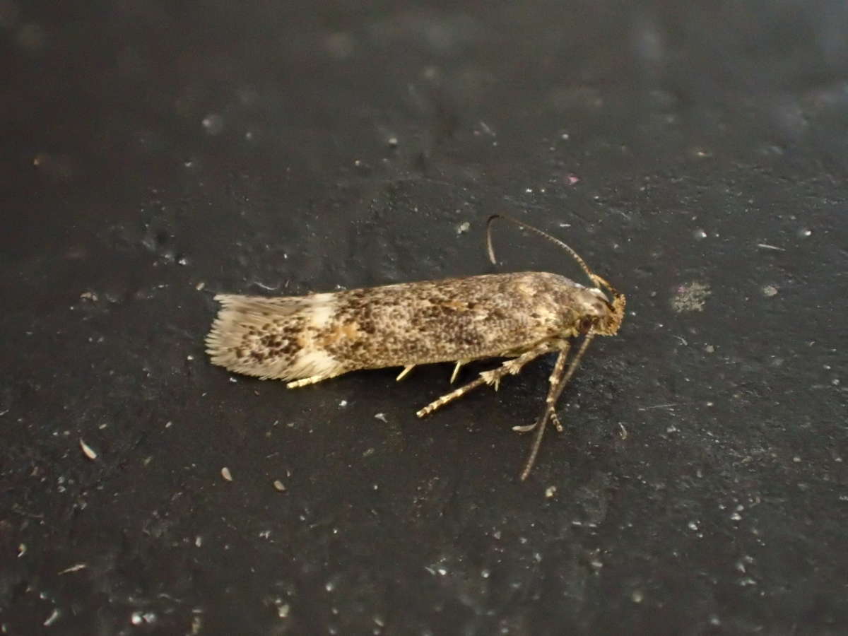 Mouse-ear Groundling (Caryocolum fraternella) photographed in Kent by Dave Shenton