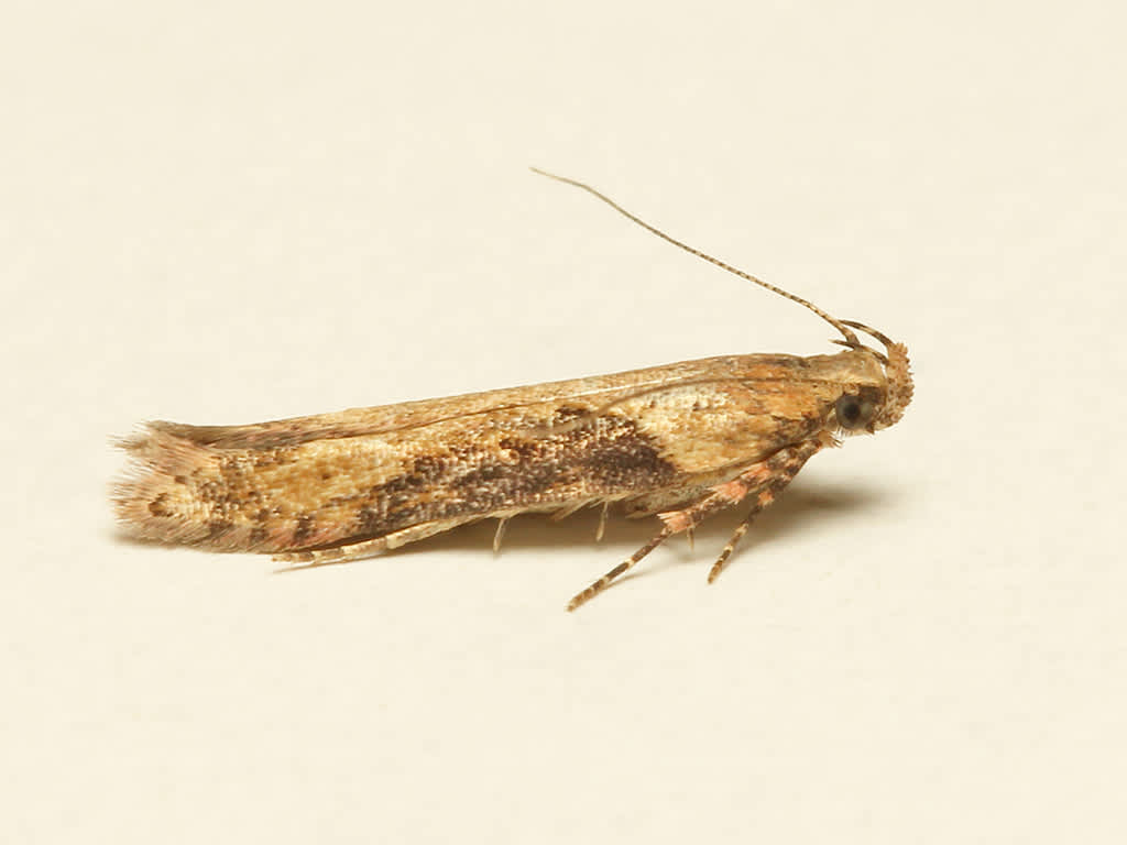 Winter Groundling (Scrobipalpa costella) photographed in Kent by David Beadle 