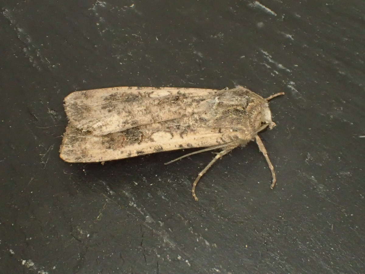 Pearly Underwing (Peridroma saucia) photographed at Aylesham  by Dave Shenton 