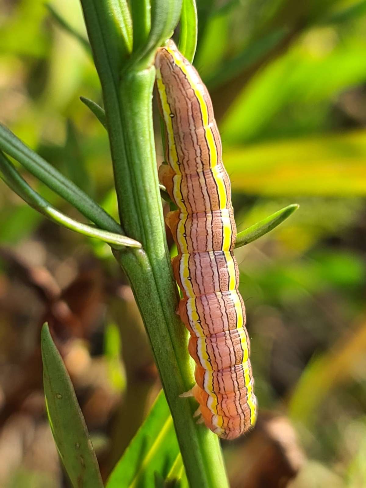 Star-wort (Cucullia asteris) photographed in Kent by Francesca Partridge