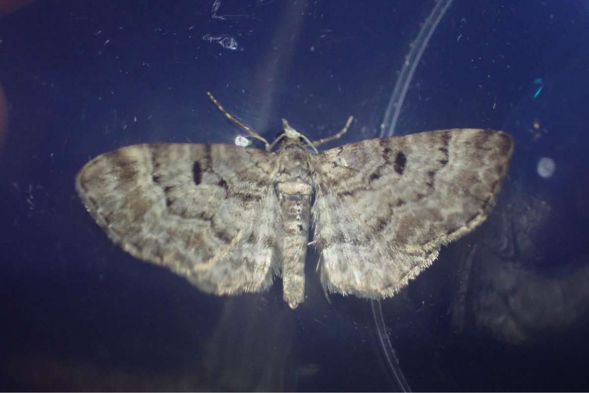 Cloaked Pug (Eupithecia abietaria) photographed in Kent by Oliver Bournat 