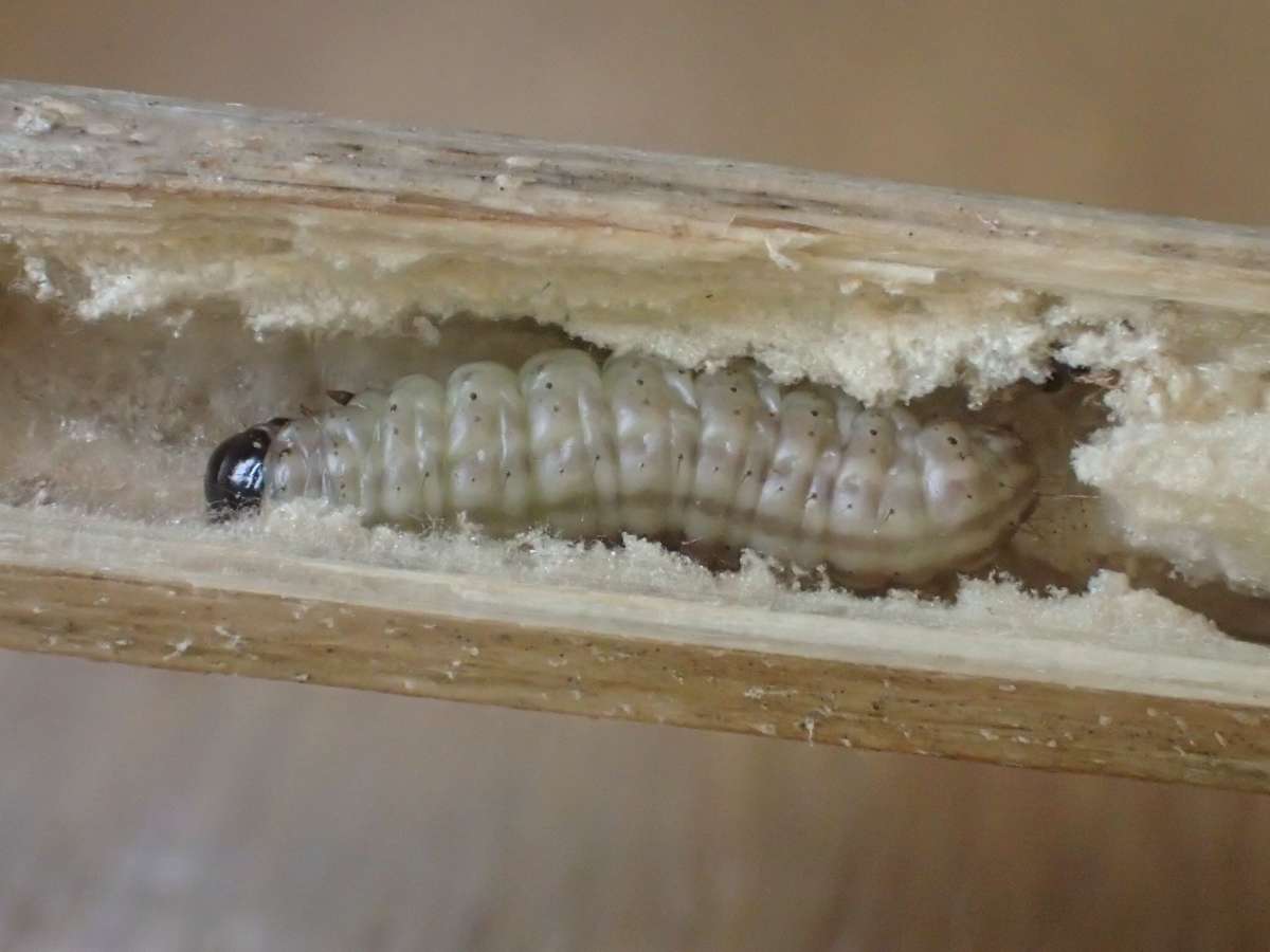 Thistle Ermine (Myelois circumvoluta) photographed at Aylesham  by Dave Shenton 