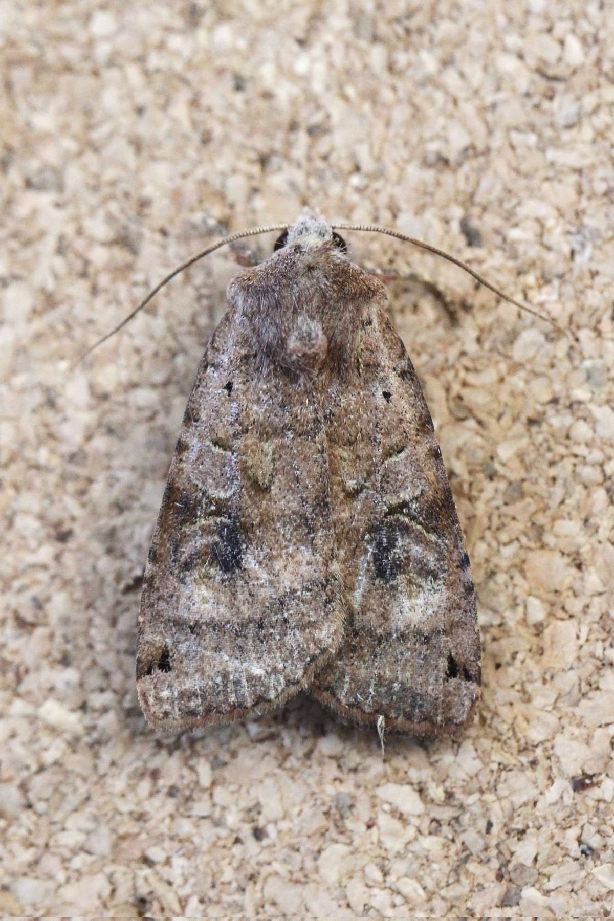 Dotted Clay (Xestia baja) photographed in Kent by Josh Jones 