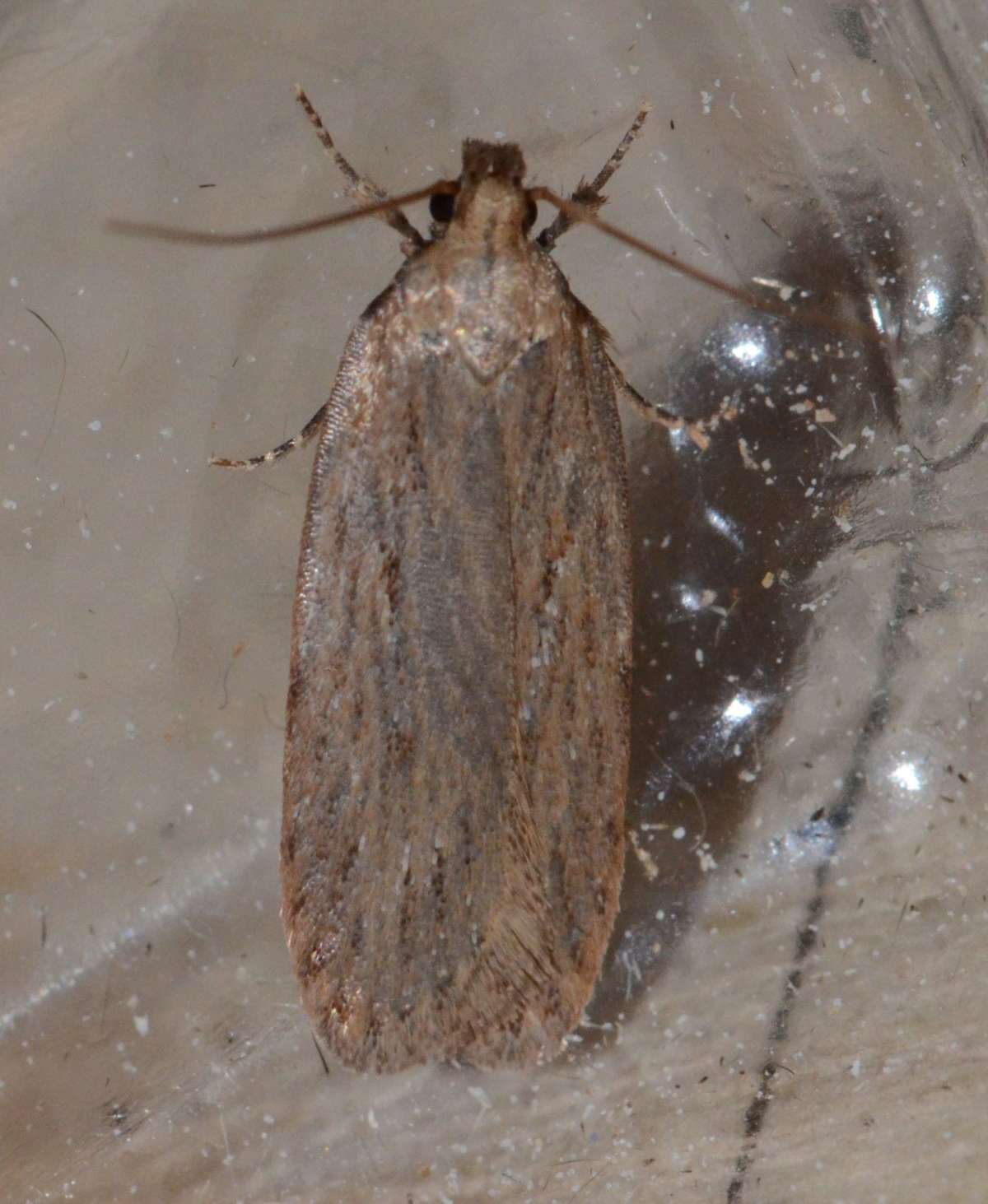 Dingy Flat-body (Depressaria daucella) photographed in Kent by Alan Stubbs 