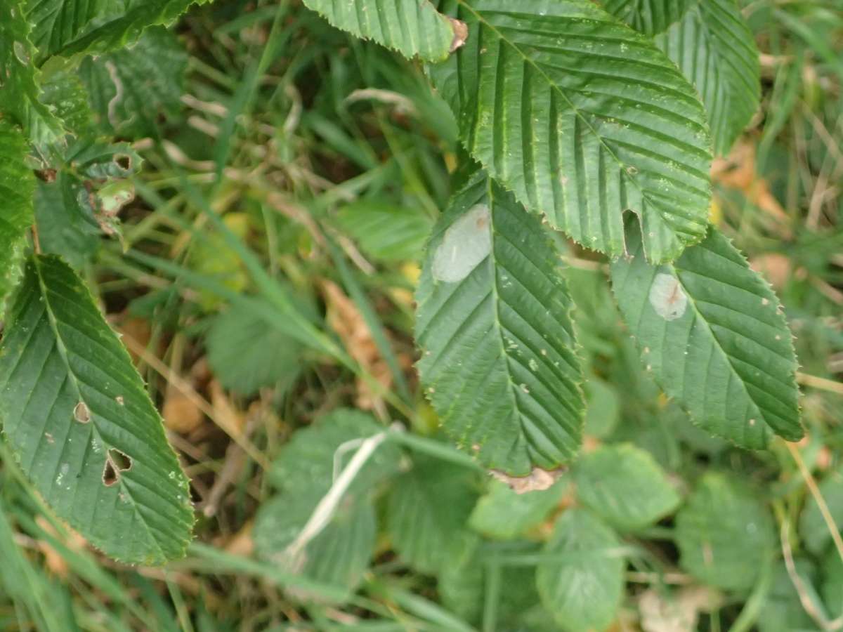 Dark Hornbeam Midget (Phyllonorycter esperella) photographed at Herne by Dave Shenton 