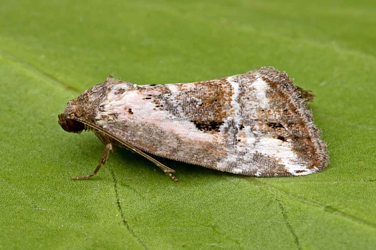 Rosy Marbled (Elaphria venustula) photographed at Boughton-under-Blean  by Peter Maton