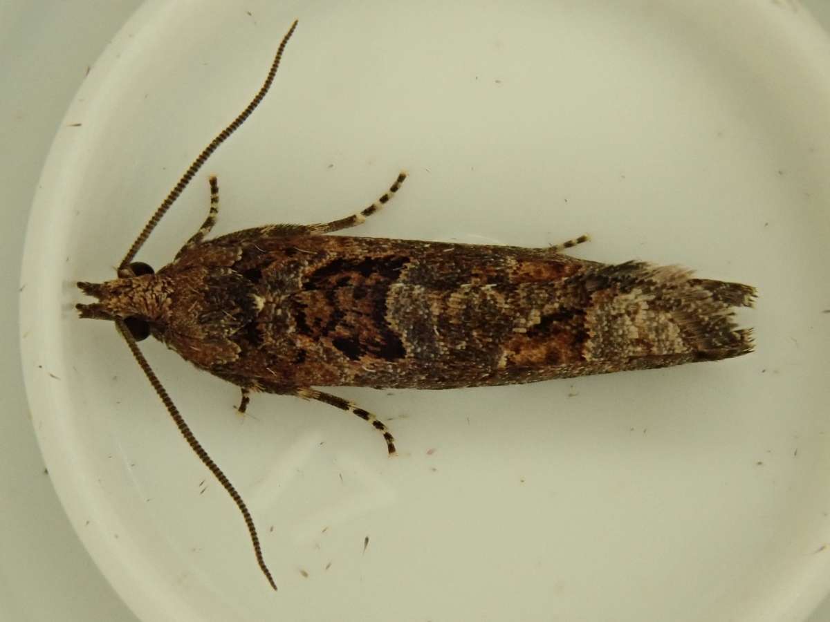 Dark Aspen Bell (Epinotia maculana) photographed in Kent by John Dale 
