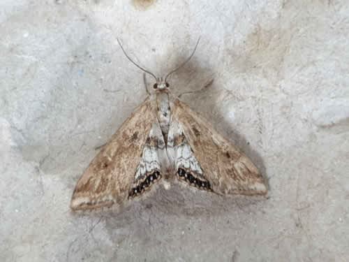 Small China-mark (Cataclysta lemnata) photographed in Kent by Francesca Partridge 