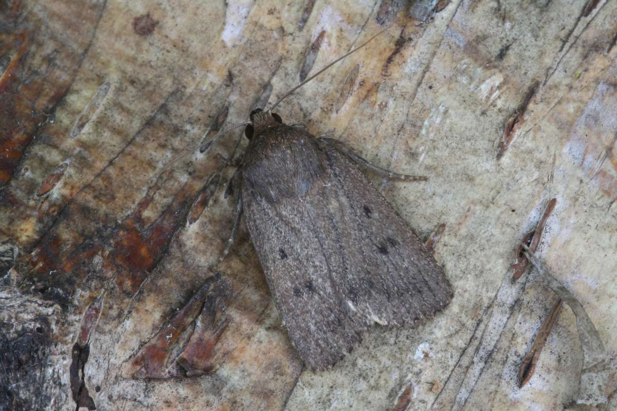 Mouse Moth (Amphipyra tragopoginis) photographed in Kent by Peter Maton