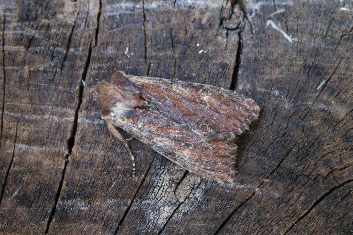 Clouded-bordered Brindle (Apamea crenata) photographed at Aylesham  by Dave Shenton 