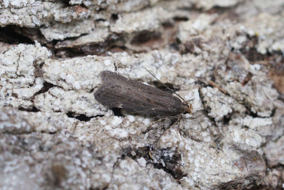 Dusky Groundling (Aroga velocella) photographed at Aylesham  by Dave Shenton 