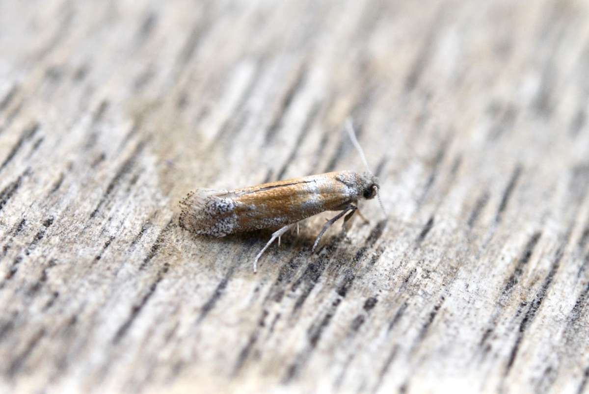 Gold Pine Ermine (Cedestis gysseleniella) photographed at Aylesham  by Dave Shenton 