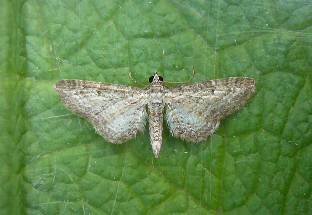 Shaded Pug (Eupithecia subumbrata) photographed at Grain by Fred Butcher 