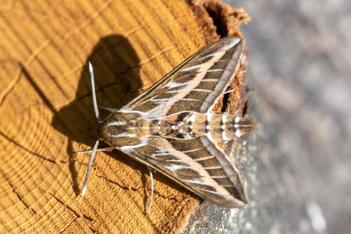 Striped Hawk-moth (Hyles livornica) photographed in Kent by Gareth Christian 