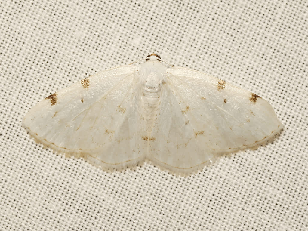 White-pinion Spotted (Lomographa bimaculata) photographed in Kent by David Beadle 